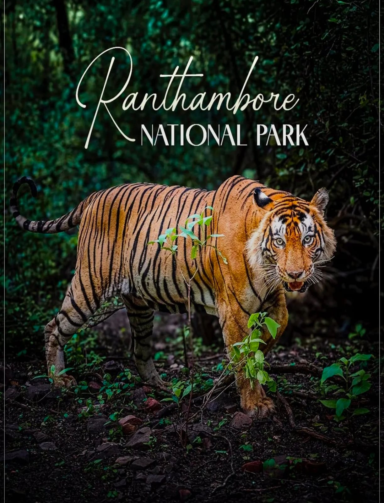 Ranthambhore gypsy safari