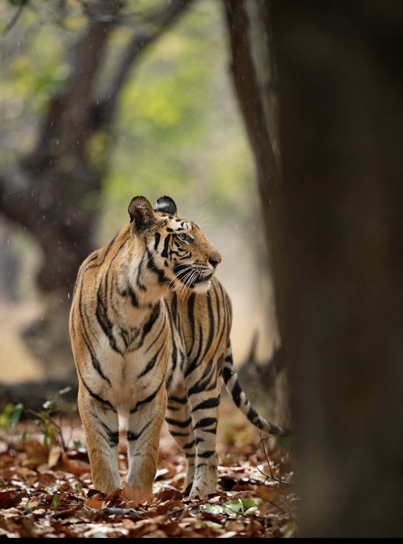 Ranthambhore park safari 