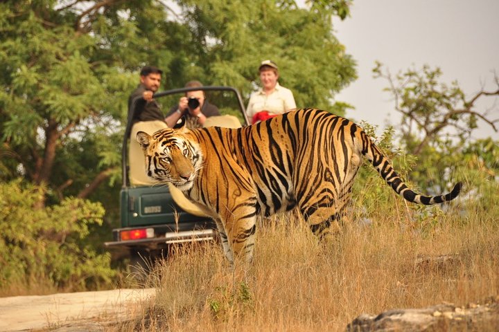 Ranthambore Wildlife Safari Tour